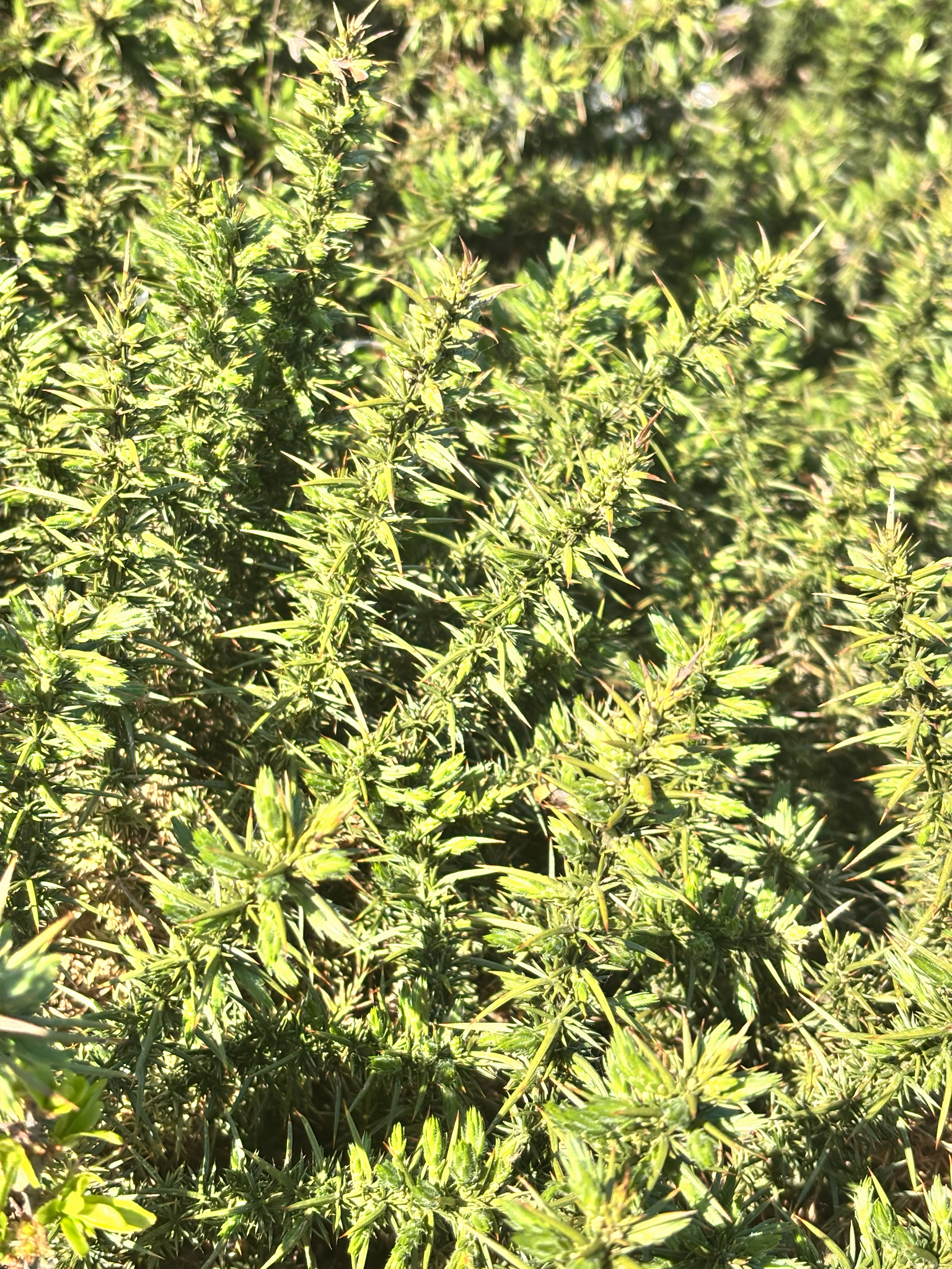 Western Gorse (Ulex gallii)
