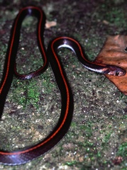 Three-Lined Kukri Snake photo 5