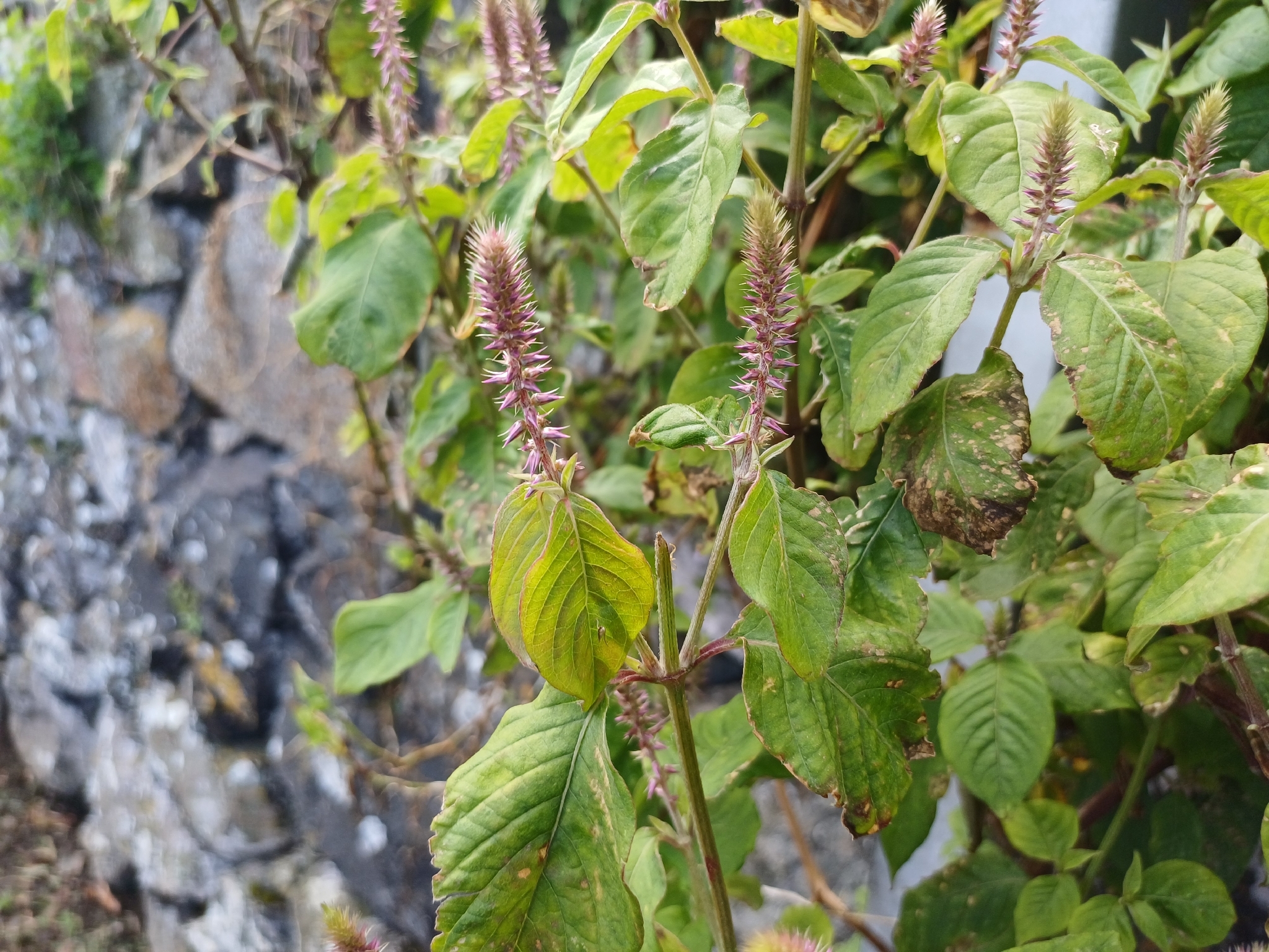 Devil's Horsewhip (Achyranthes aspera)