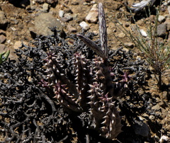 Quaqua mammillaris