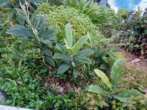 Loquat (Eriobotrya japonica)