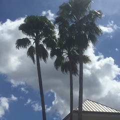 Washingtonia × filibusta