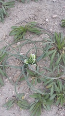 Ornithogalum refractum