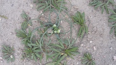 Ornithogalum refractum