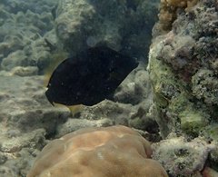 Amanses scopas
