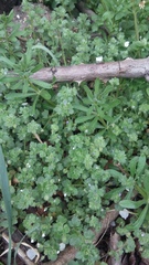 Veronica hederifolia-sublobata-triloba