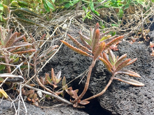 Alligator plant (Kalanchoe ×)