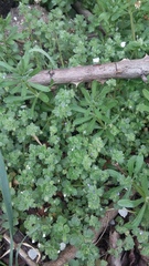 Veronica hederifolia-sublobata-triloba