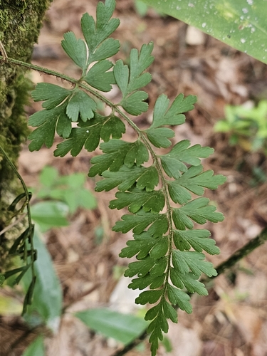 Mexican spleenwort (Asplenium praemorsum)