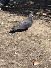 Columba livia domestica