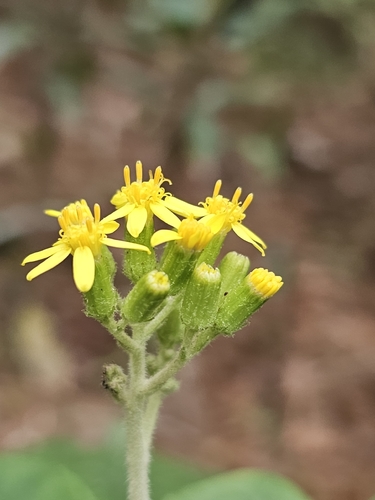 Roldana aschenborniana, photograph 2