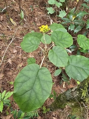 Roldana aschenborniana, photograph (c) Liliana Ramírez-Freire, some rights reserved (CC BY)