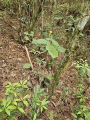 Roldana aschenborniana, photograph (c) Liliana Ramírez-Freire, some rights reserved (CC BY)