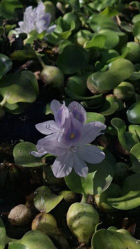 common water hyacinth