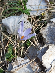 Crocus variegatus
