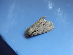 Acronicta psi