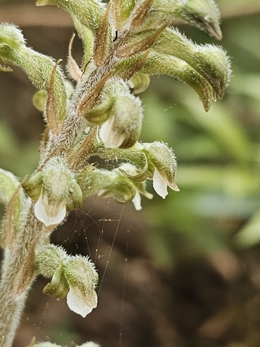 Schaffner’s Fleshy Orchid (Sarcoglottis schaffneri)