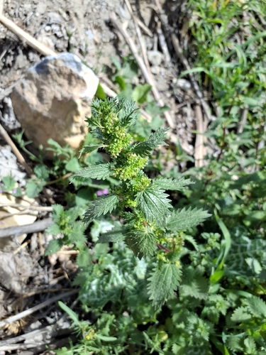 Small Nettle (Urtica urens)
