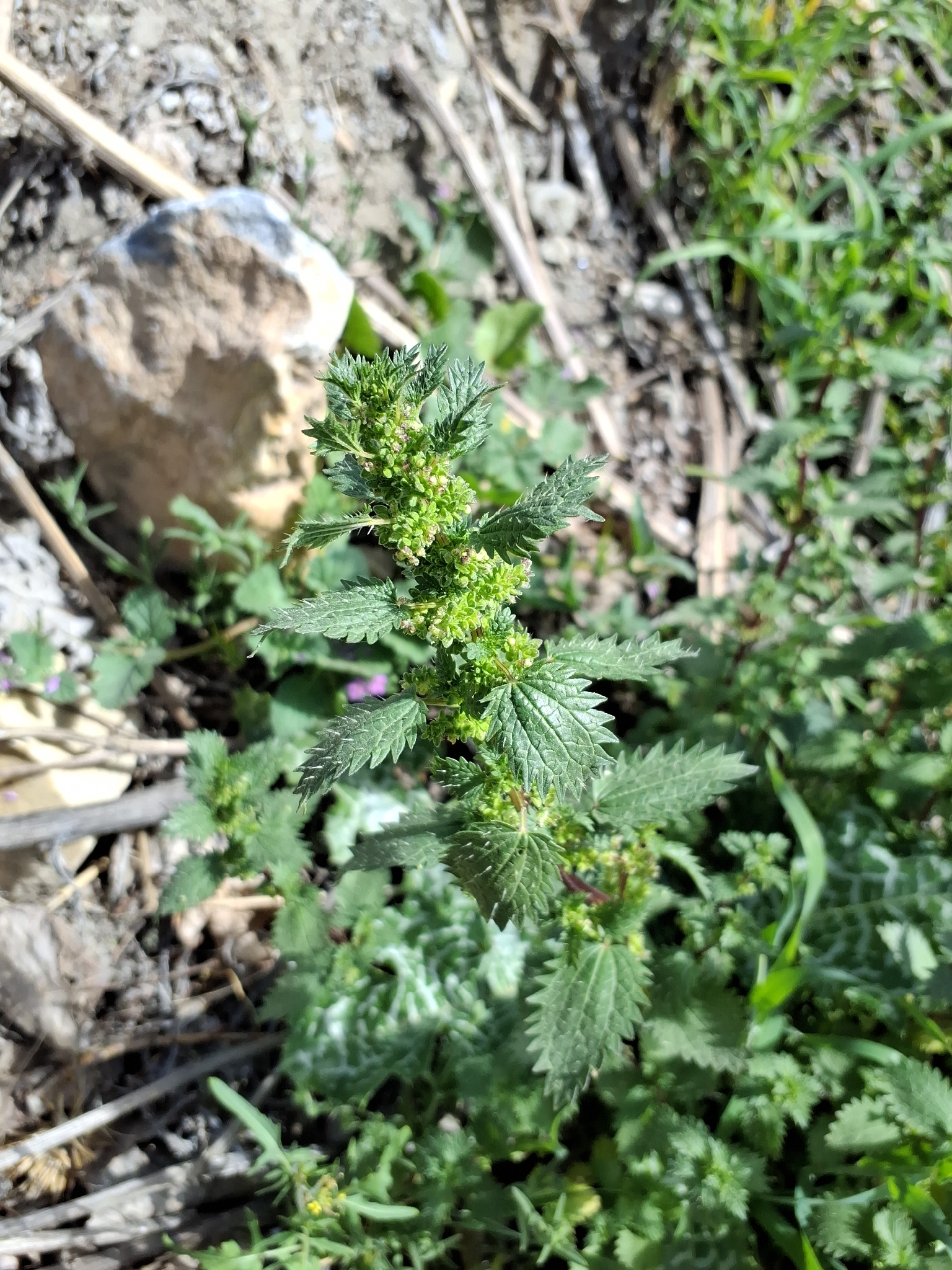 Small Nettle (Urtica urens)