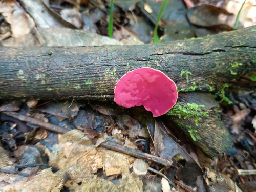 mauve elfcup
