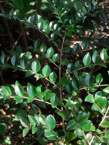 Strychnos myrtoides (Strychnos myrtoides)