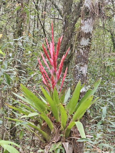 Tillandsia deppeana, photograph 3