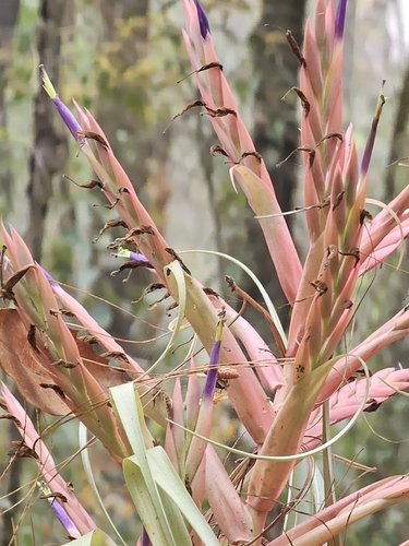 Tillandsia parryi, photograph 2