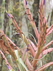 (c) Liliana Ramírez-Freire, some rights reserved (CC BY) Tillandsia parryi, photograph (c) Liliana Ramírez-Freire, some rights reserved (CC BY)
