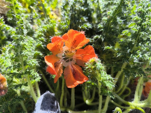 Caiophora pentlandii (Caiophora pentlandii)