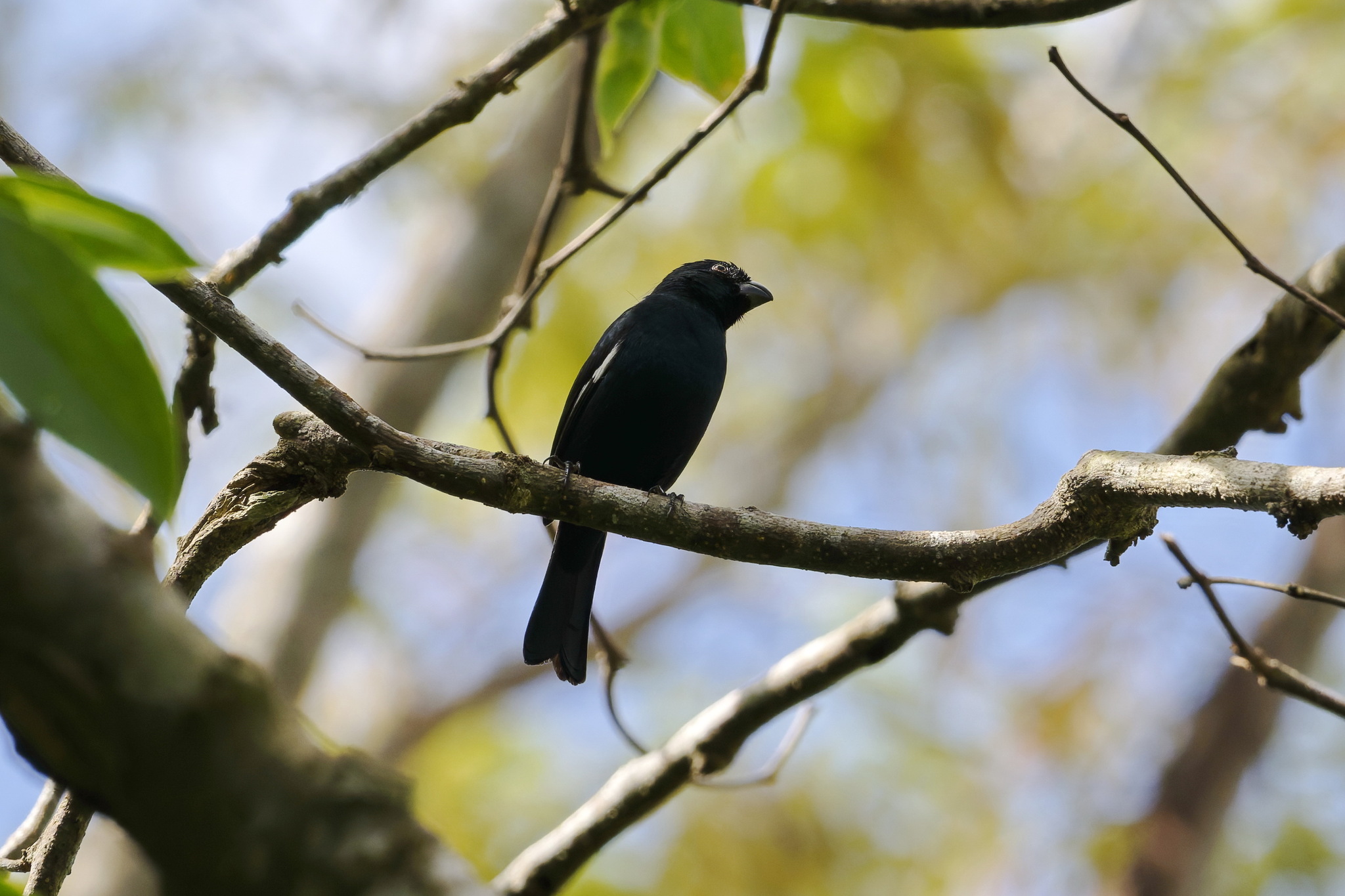 Cuban Bullfinch (Melopyrrha nigra), photo 7
