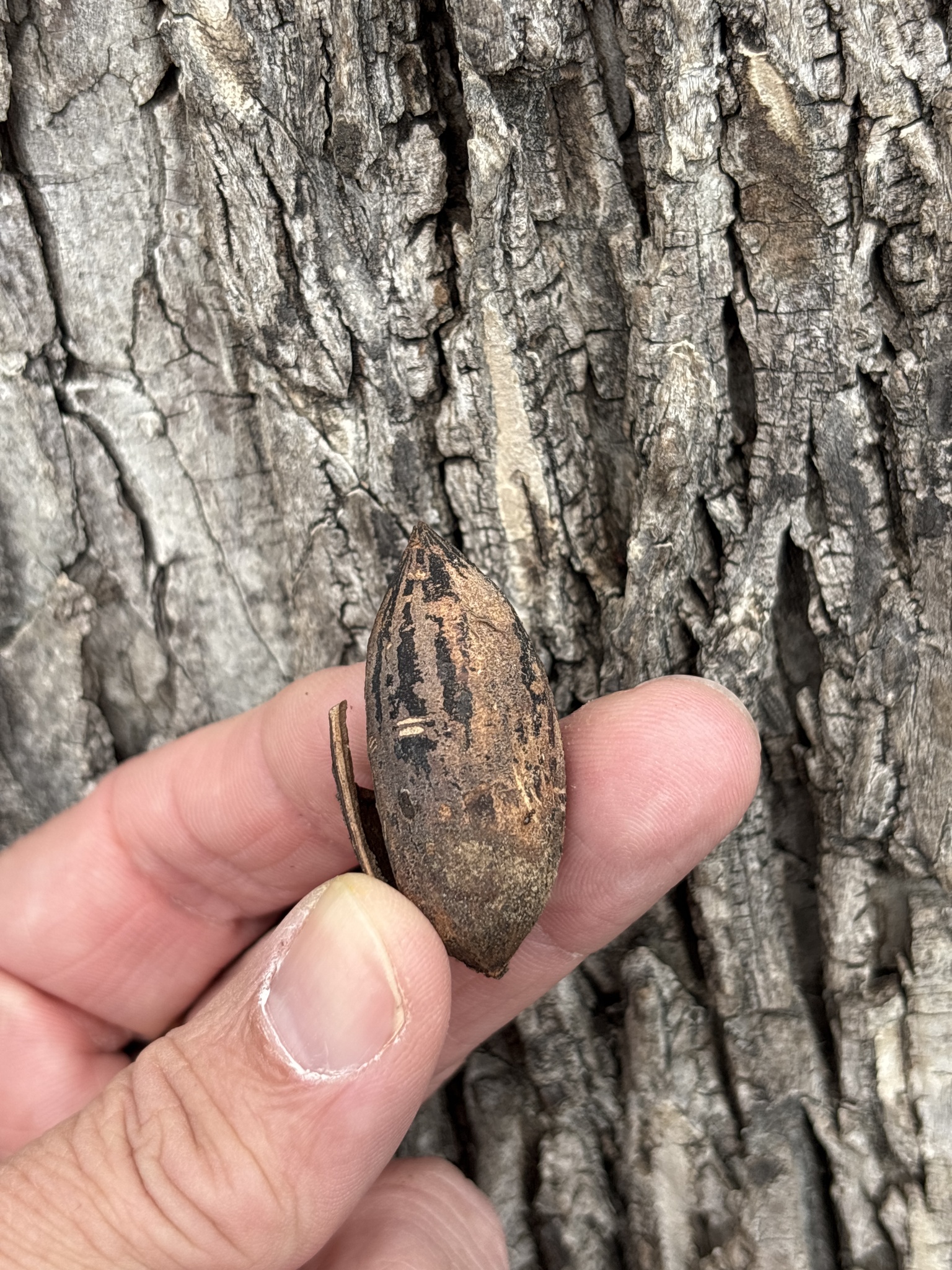 Pecan (Carya illinoinensis)