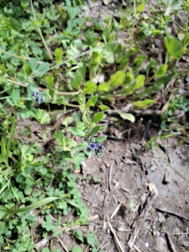 Madwort (Asperugo procumbens)