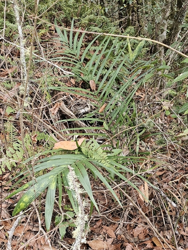 Chamaedorea radicalis