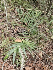Chamaedorea radicalis