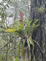 Tillandsia deppeana, photograph (c) Liliana Ramírez-Freire, some rights reserved (CC BY)