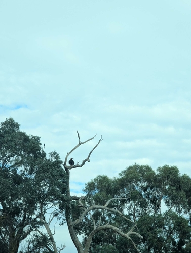 Wedge-tailed Eagle