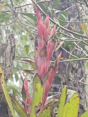 Tillandsia deppeana, photograph (c) Liliana Ramírez-Freire, some rights reserved (CC BY)