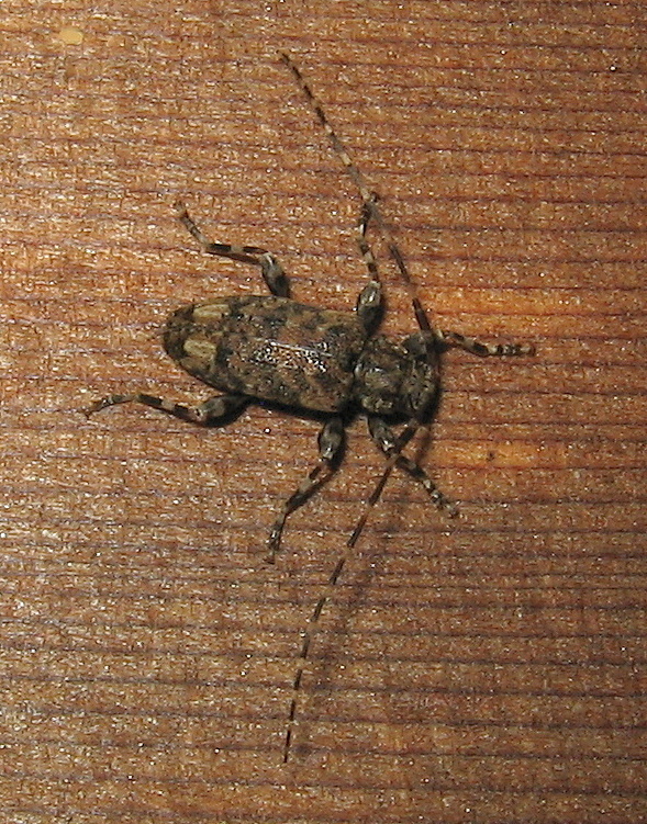 Astyleiopus
