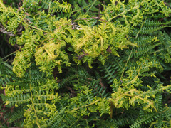 Eriophyes quadrifidus