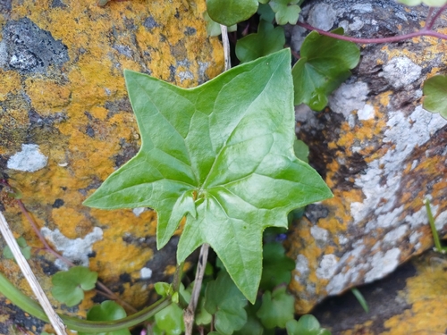 Cape-ivy (Delairea odorata)