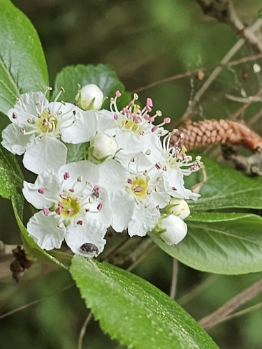 Manzanita Tejocotera (Crataegus mexicana)