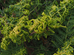 Eriophyes quadrifidus