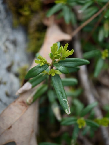 Paxistima canbyi, photograph 2