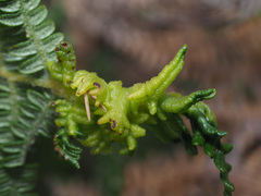 Eriophyes quadrifidus