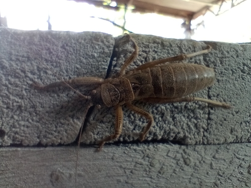 Nesoecia nigrispina