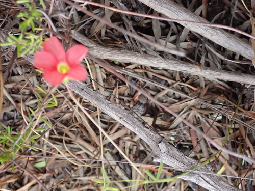 Hangleaf Sorrel (Oxalis pendulifolia)