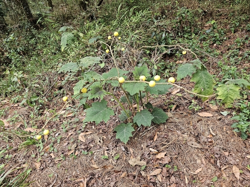 kota-bengena (Solanum myriacanthum)