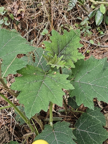 Solanum myriacanthum, photograph 1