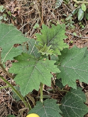 (c) Liliana Ramírez-Freire, some rights reserved (CC BY) Solanum myriacanthum, photograph (c) Liliana Ramírez-Freire, some rights reserved (CC BY)