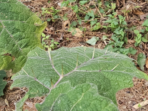 Solanum myriacanthum, photograph 2
